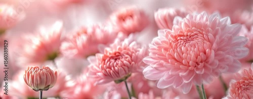 Dreamy pink chrysanthemums create a soft, floral aesthetic perfect for backgrounds and design projects.