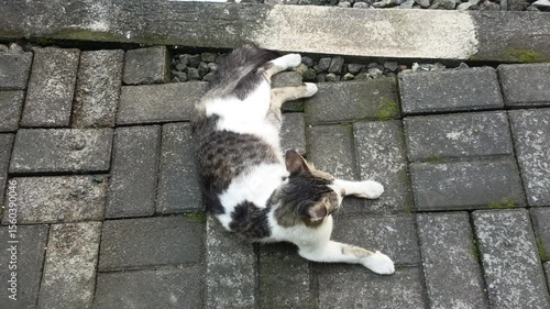 A cat licking its fur to clean itself. Video taken in portrait mode