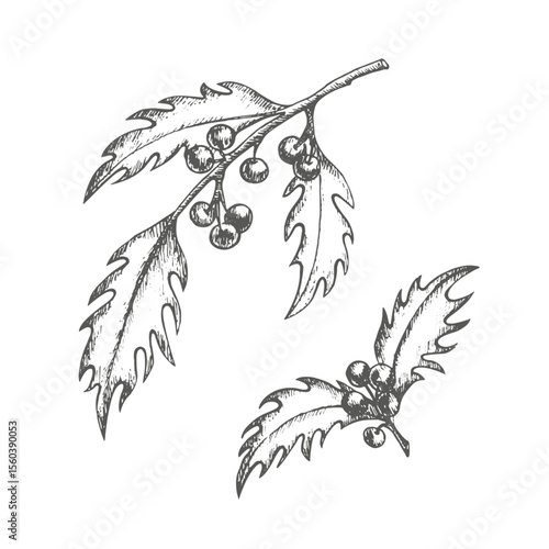 Set of two sprigs of holly with berries. Graphics illustration. Vector. Twigs for Christmas postcard and decoration, packaging, New Year's wrapping paper or dishes, textiles and stickers.