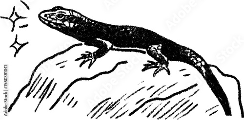 Hand drawn sketch of lizard basking on rock with bold black lines