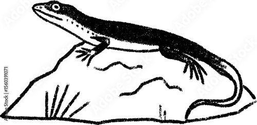 Bold sketch of a lizard basking on a rock in black and white