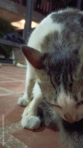 A cat licking its fur to clean itself. Video taken in portrait mode