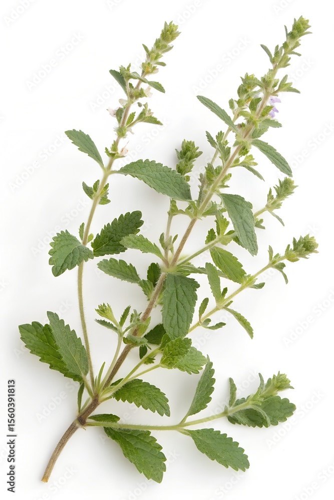 Fototapeta premium teucrium scordium isolated on white background