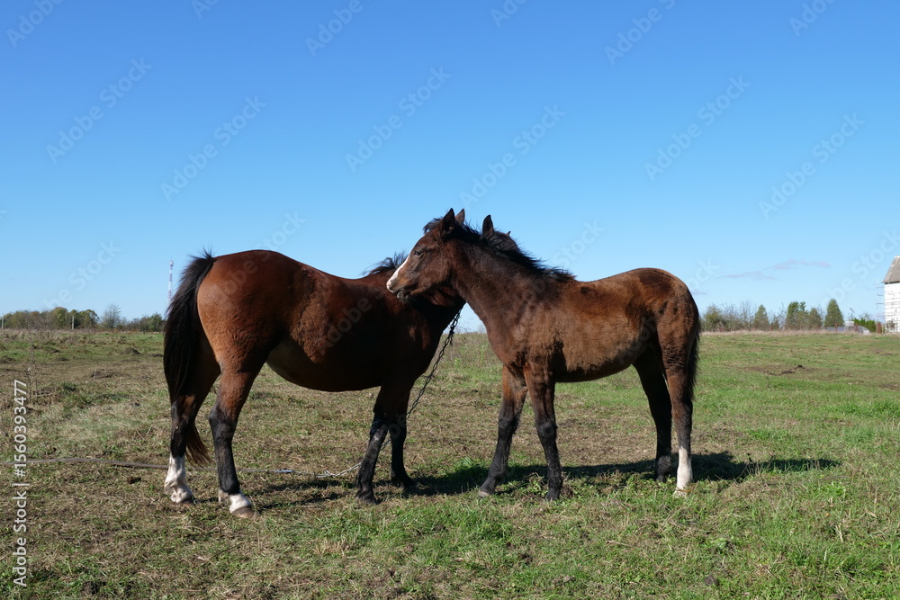 Obraz premium Horses graze in the field. Agriculture. Caring for horses.