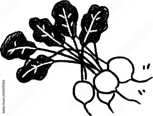 Hand-drawn sketch of radish bunch with tangled roots for creative design