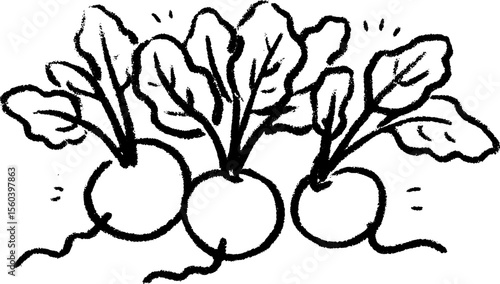 Hand drawn sketch of radish bunch with tangled roots for organic design