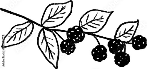 Hand drawn sketch of a raspberry branch with leaves and ripe berries for design projects