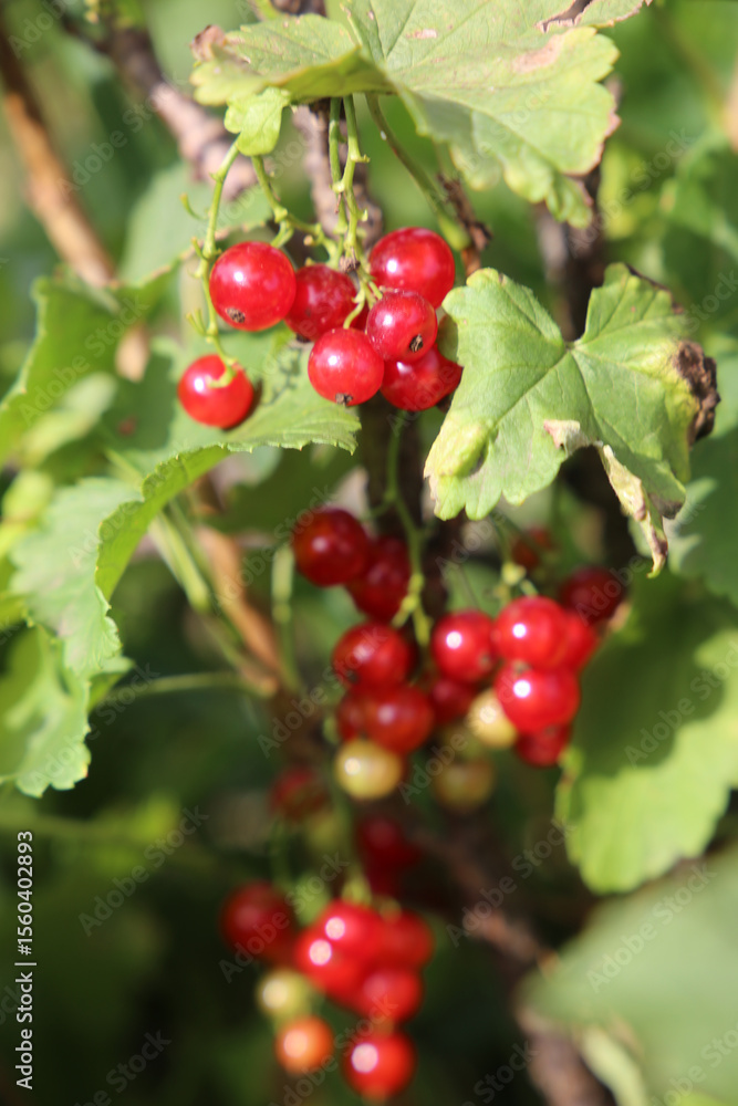 Red ripe juicy currant on the green branch at sunny day close up. Red ripe juicy currant on the green branch at sunny day close up.