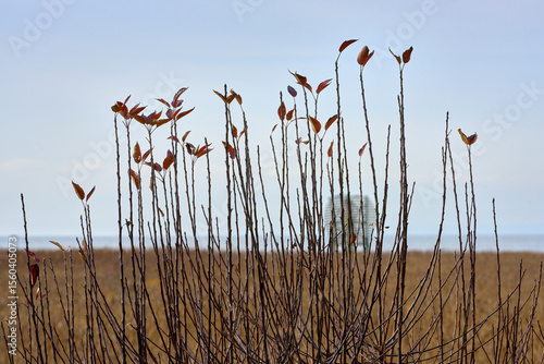 West Dyke Autumn Plants and Marsh Richmond BC. A radar reflector through autumn leaves off the West Dyke Trail in Richmond, British Columbia, Canada.

