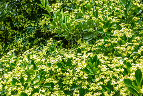 A Beautiful Blooming Floral Landscape adorned with Lush Green Foliage and Vivid Colors