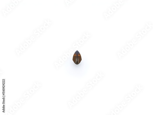 rusty bolt isolated on white