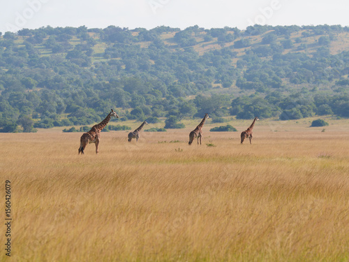 Canvas Print Tower of Giraffes