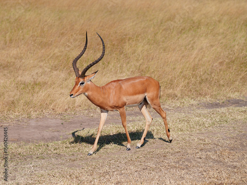 Canvas Print Male Impala