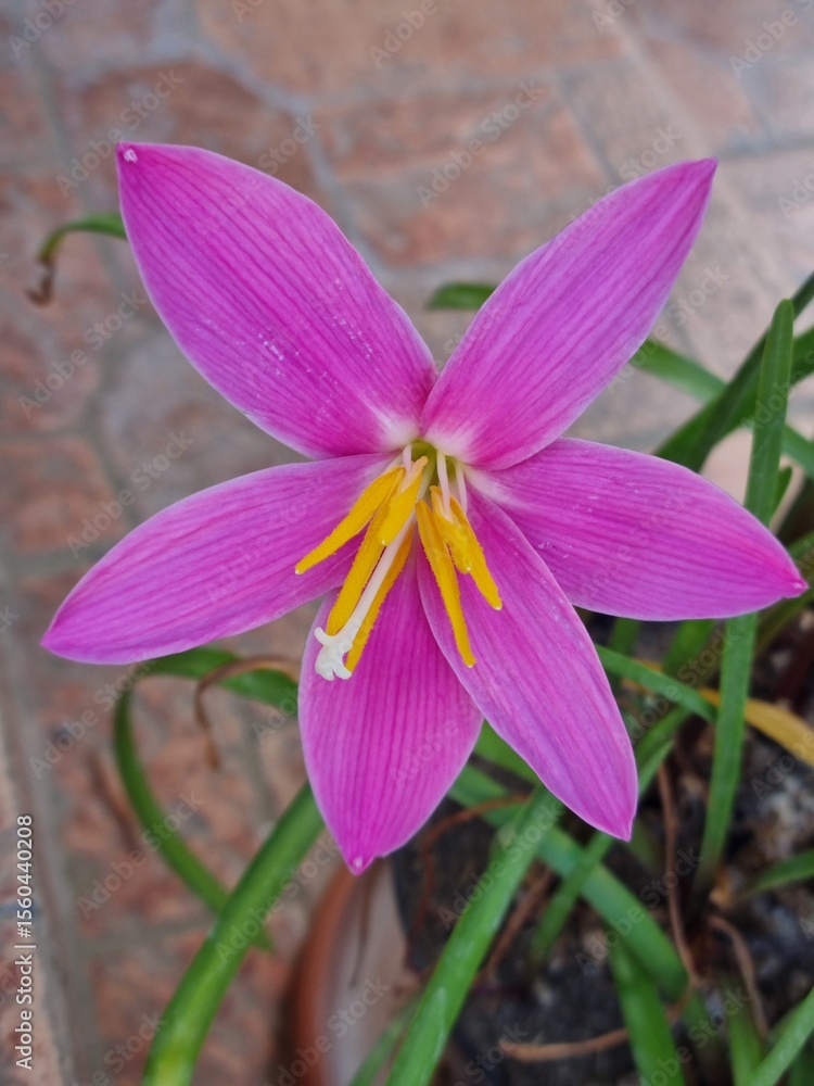 Fototapeta premium Zephyranthes flower