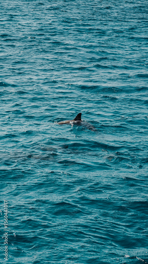 Fototapeta premium Fernando de Noronha