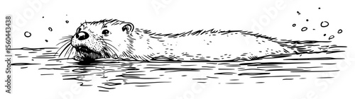 swimming otter in river water