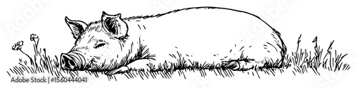 hand drawn sleeping pig vector line art illustration