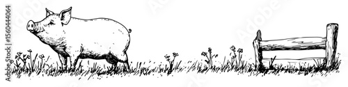 hand drawn pig walking near wooden fence vector line art illustration
