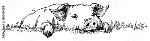 hand drawn pig lying head up vector line art illustration