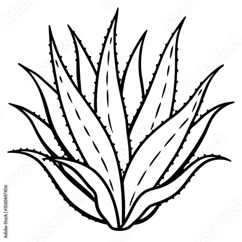 wheat ears isolated on white background