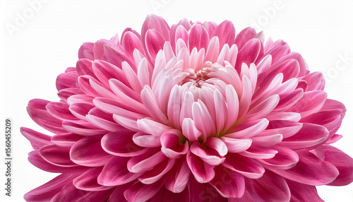 closeup pink chrysanthemum flower isolated on a transparent background with clipping path for design element