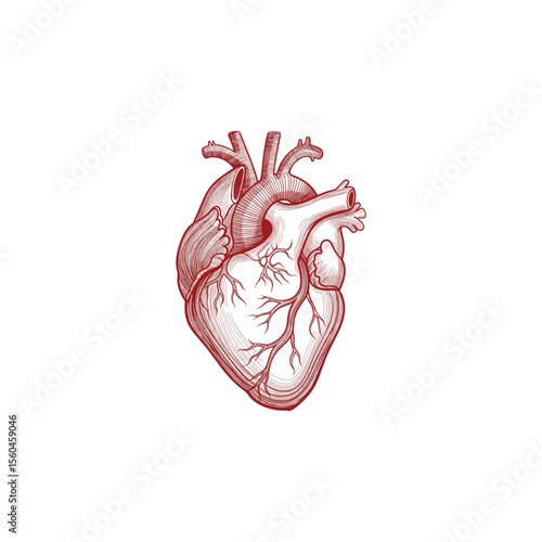 Ilustration vector graphic of human heart anatomy