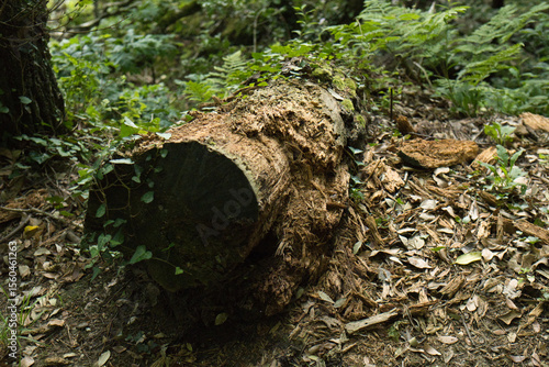 rotting log in the forest