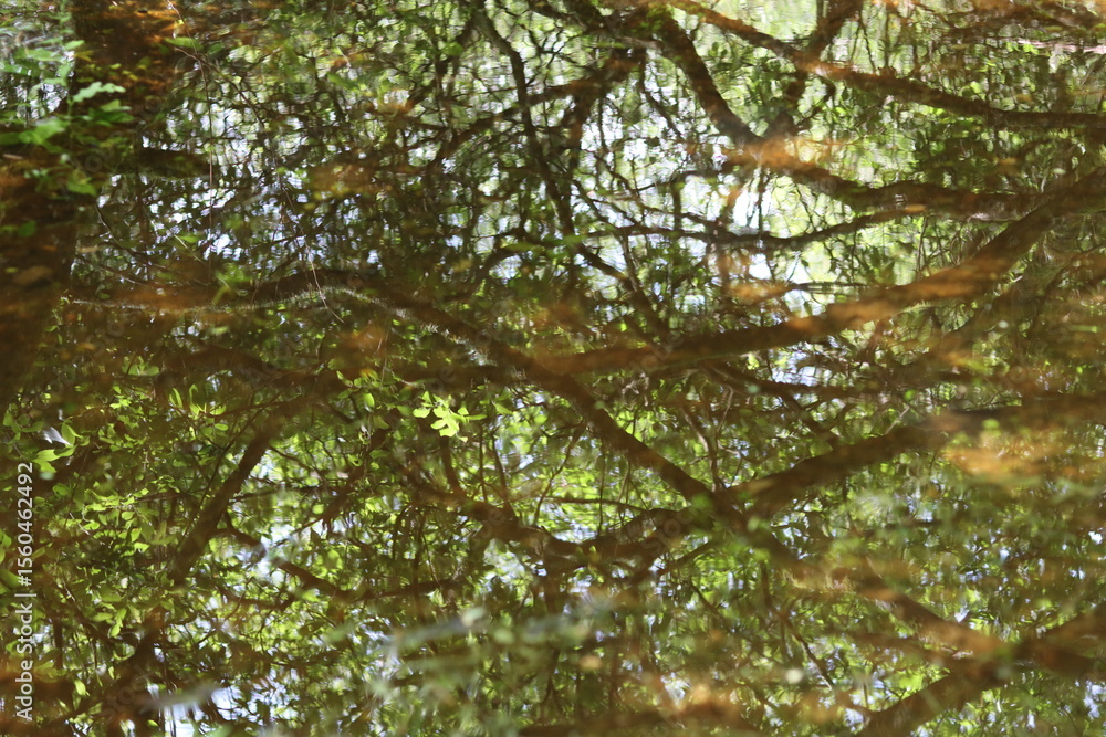 Fototapeta premium Green reflections in a woodland river in summer