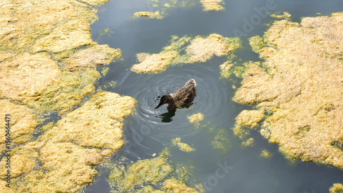 duck in polluted lake