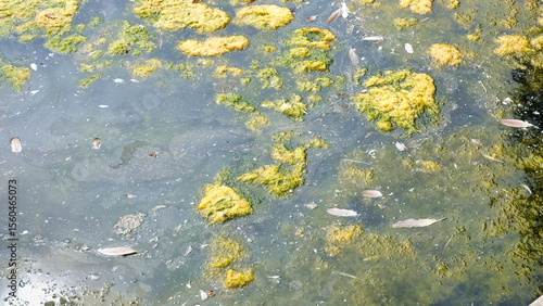 algae growing in the lake
