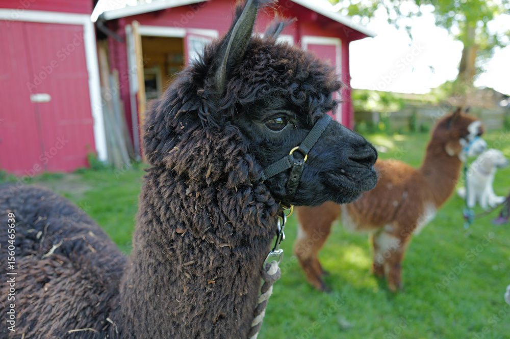 Obraz premium Majestic Profile — Black Alpaca in Natural Light