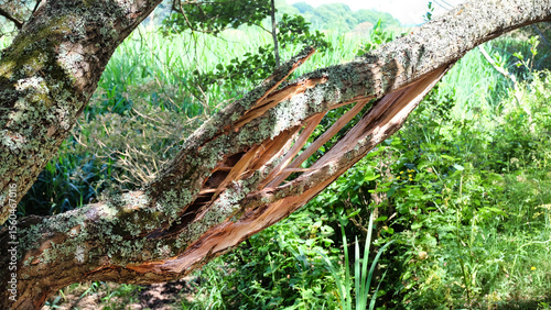 splitting tree branch