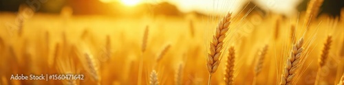 Golden barley stalks stand tall in a harvested field, sunlight illuminating the ripe grains Ready for transport, the scene evokes rural harvest abundance and agricultural success , ripe barley, crop