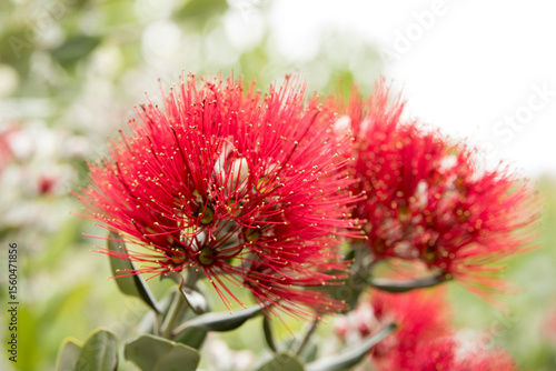 red blossoms of a christmas tree in new zealand