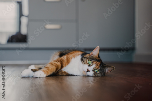 Relaxed cat lying on wooden floor