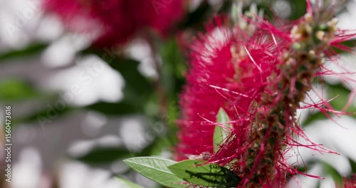 Bee defecating while hovering in the air near a red flower
