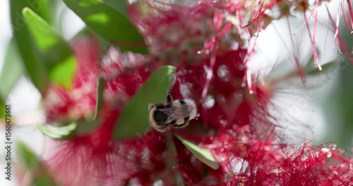 Rearview of a bumblebee cleaning itself while hanging on a leaf