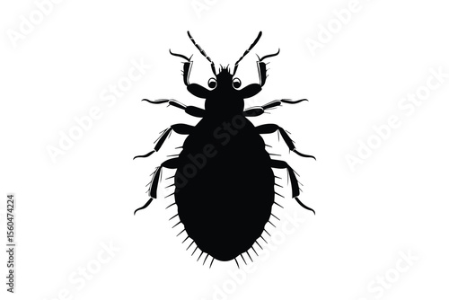Detailed Silhouette Illustration of a Louse Insect on a White Background