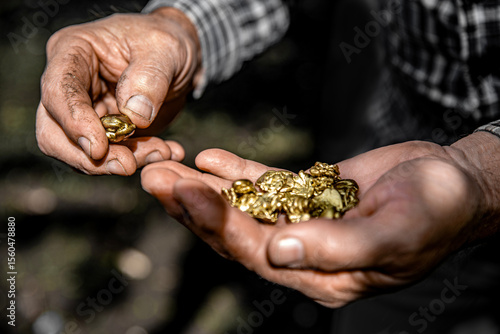 Konstfotografi Elderly man's hands holding pieces of gold nuggets