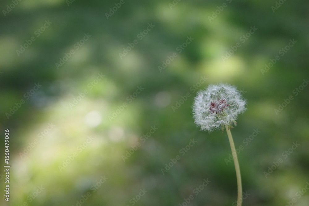 Naklejka premium Close-up of a dandelion seed head in daylight, isolated against a soft green background. Evokes simplicity, dreams, and fleeting moments in nature.