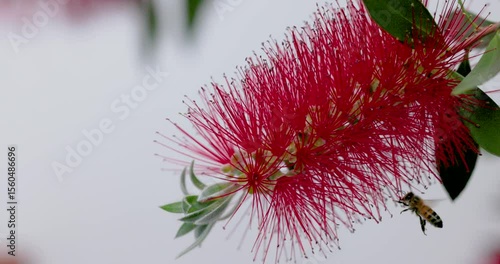 Bee appoaching and landing on a red flower called bottlebrush