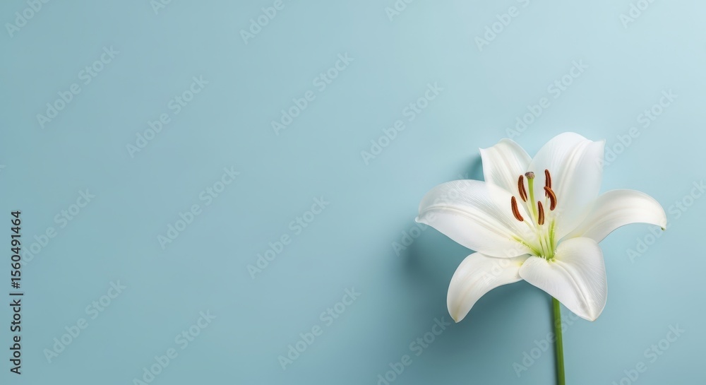 Fototapeta premium Single white lily flower on a light blue background perfect for minimalist floral designs and peaceful imagery