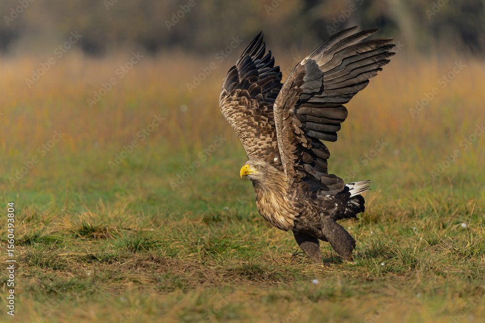 Fototapeta premium White tailed eagles (Haliaeetus albicilla) flying in the first warm light at a field in the forest of Poland searching for food on a foggy autumn morning.