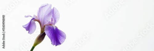 Close-up shot of a single purple flower of a dwarf bearded iris against white backdrop, flower details, small flowers