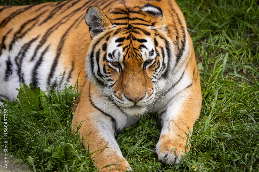 Close-Up Portrait of a Bengal Tiger Close-Up Portrait of a Bengal Tiger