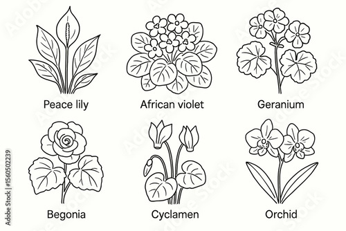 Black and white illustrations of six flower types: peace lily, african violet, geranium, begonia, cyclamen, orchid vector icon isolated illustration
