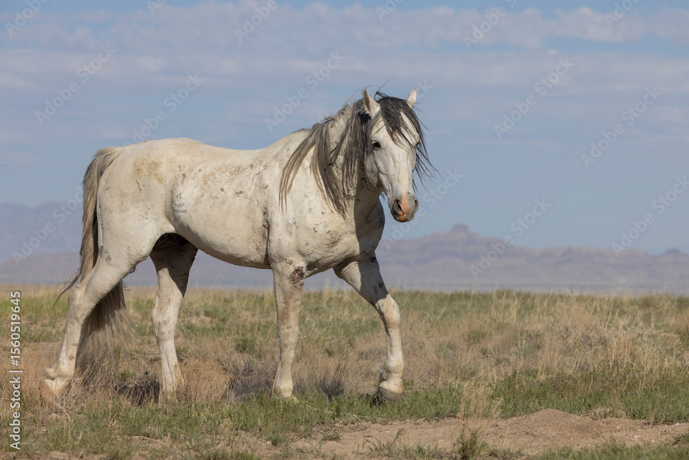 Obraz premium Wild Horse in Springtime in the Utah Desert