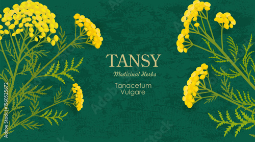 banner with bouquets of blooming Tanacetum vulgare flowers. card with tansy wildflowers. frame of medicinal herbal bitter buttons on grungy paper background.