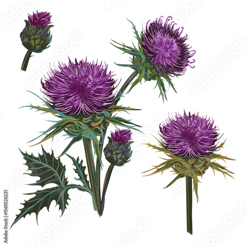 Illustration of vector realistic hand drawn Scottish thistle, set isolated on...