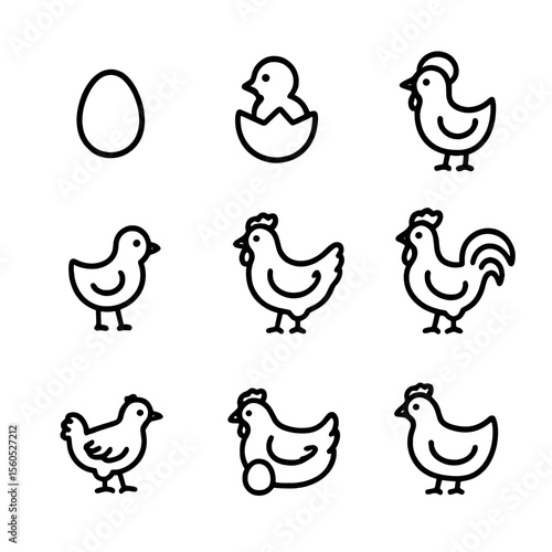 Chicken Lifecycle Icons. Outline icon set of chicken lifecycle stages: egg, hatchling, chick, pullet, adult hen, rooster, molting